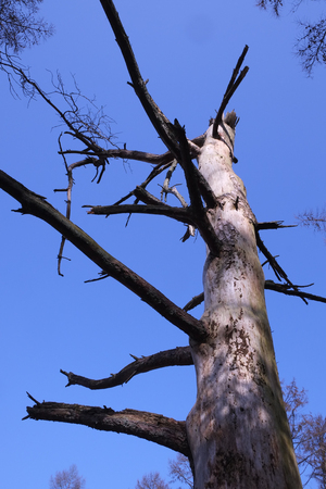 Dry tree in the forestの写真素材