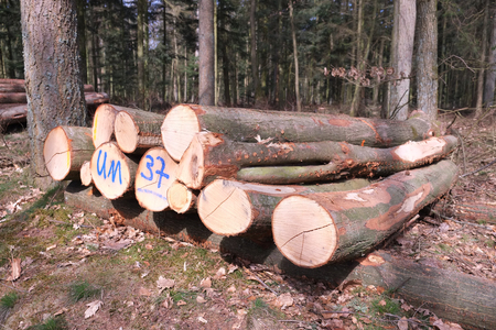 Stacked tree trunksの写真素材