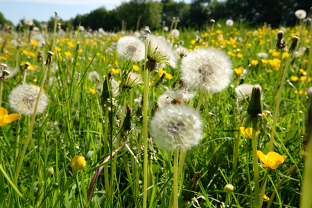 Dandelion in the biotopeの写真素材