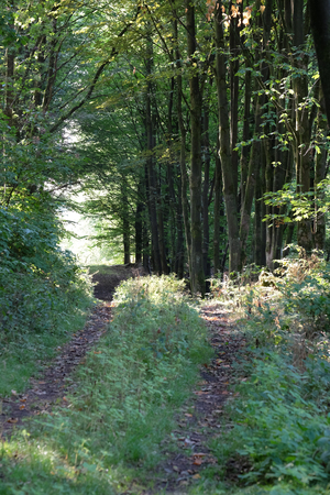 Way for forest workersの写真素材