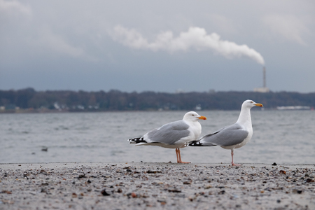 Industrial chimney blows smoke into natureの写真素材