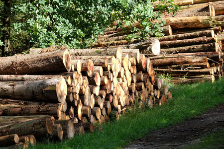 Wood storage in the forest