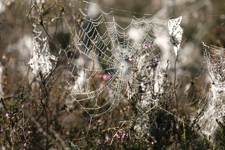 Cobweb in the morning mist background.の写真素材
