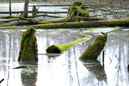 Moorland in the forestの写真素材
