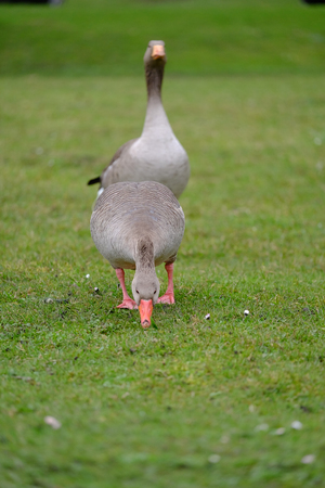 Greylag geese on the meadowの写真素材