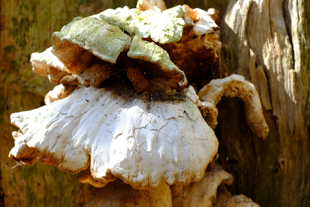 Tree fungus in the forestの写真素材