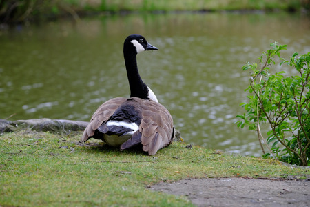 Barnacle Goose looks attentively at the lakeの写真素材