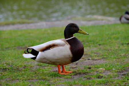 Mallard in the park on the lawnの写真素材