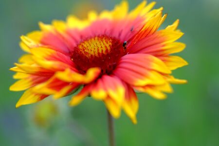 Cork flower in bloom in summerの写真素材