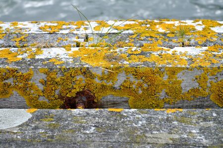 Lichen on a curb