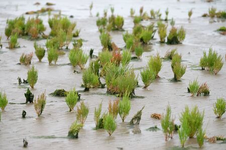 Queller in the Wadden Sea at low tide
