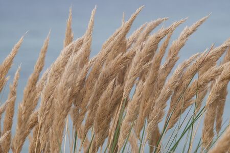 Beach grass grows in the sand on the coast