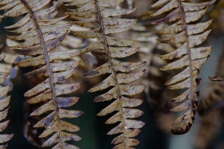 Dryer fern in the autumn lightの写真素材