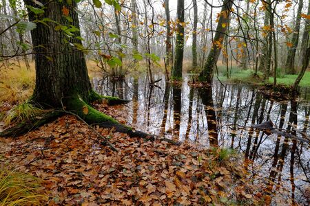 Forest with flooded areasの写真素材