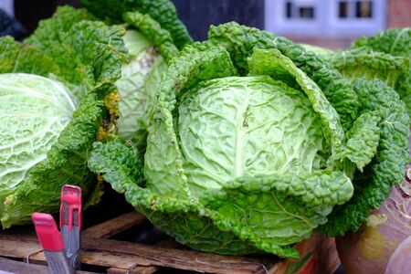 Savoy cabbage - Healthy vegetables for the winterの写真素材