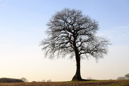 Single tree in a field