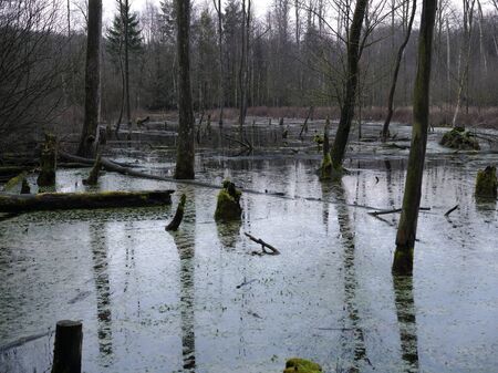 Dead trees stand in the forest lake