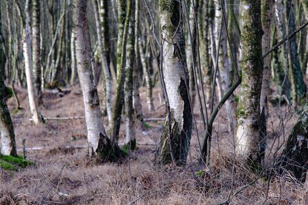 Birch forest in the moor area