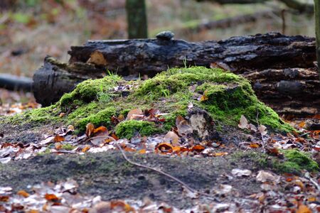Rotten tree trunk with mossの写真素材