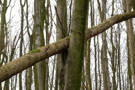 Tree trunk in a branch fork