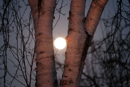 Full moon in the birch forestの写真素材