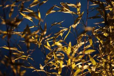 Corn leaves in the evening sunの写真素材