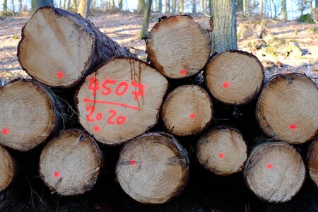 Stacked logs marked for saleの写真素材