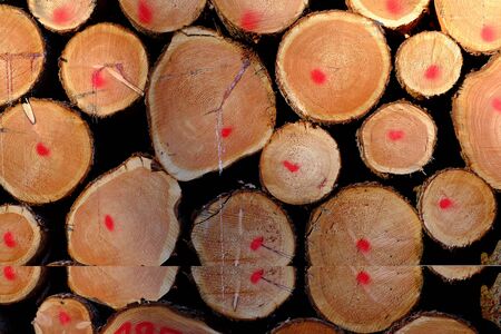 Stacked logs marked for sale