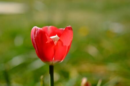 Red tulip bloom in the gardenの写真素材
