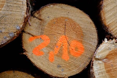 Orange numbers on a tree trunkの写真素材