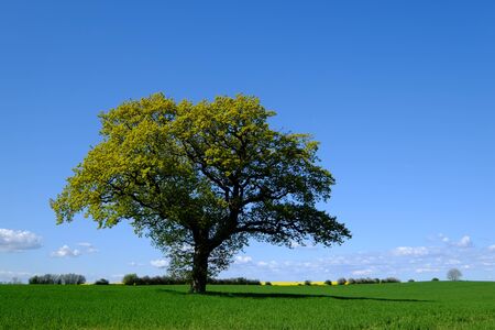 Blue sky with wide fieldの写真素材