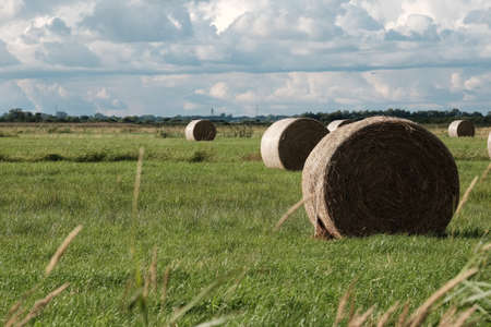 Round bales in the pasture