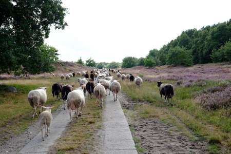 Sheep in a heathlandの写真素材
