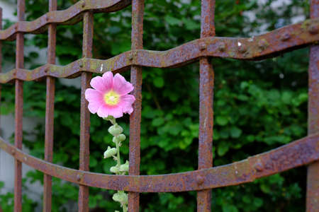 Old garden bridle with flowerの写真素材