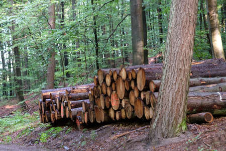Tree trunks wait on the forest path to be removed