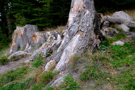 Felled trees on the slope