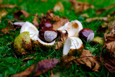 Forest regeneration through impact in the chestnut forest