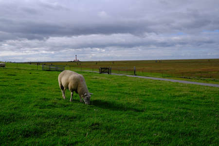 Sheep on the dike under the cloud sky