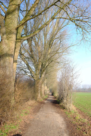 Unpaved path with trees on one sideの写真素材