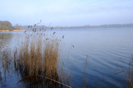Edge of reeds on the bank of a calm lakeの写真素材