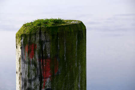 Wooden bollards - favorite place for seagullsの写真素材
