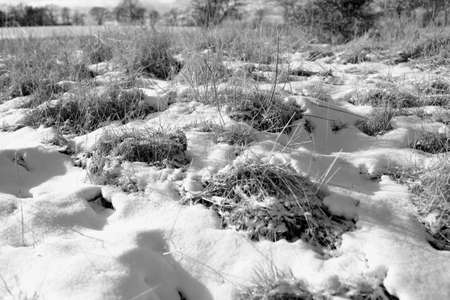 Grasses on the coastの写真素材