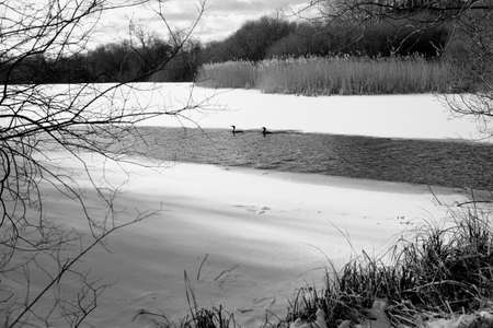 Open water area for water birds in winterの写真素材