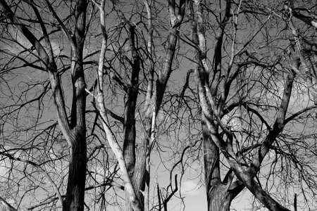 Black and white birch trees on the lake shore in the winter sunの写真素材