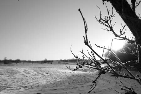 Black and white winter landscape with snowの写真素材