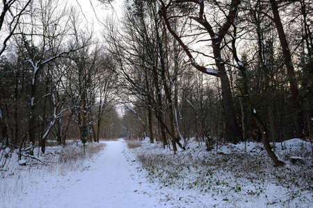 Winter path through the forestの写真素材