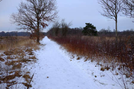 Winter path through a moorの写真素材