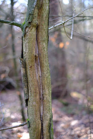 Damage to the young tree - traces of swept by roebuckの写真素材