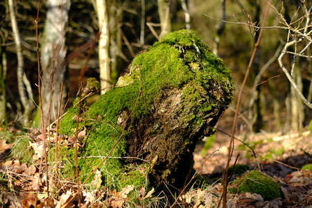 Tree stump is overgrown with mossの写真素材