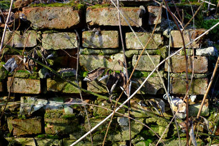 Overgrown wall due to inadequate maintenance